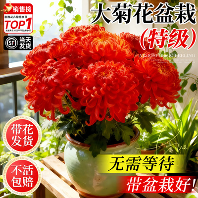 特级大菊花盆栽带花苞不活包赔