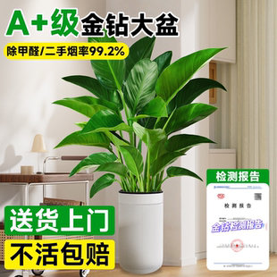 金钻盆栽大叶绿公主绿萝大型绿植室内客厅好养净化空气除甲醛植物