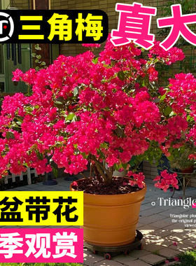 三角梅盆栽重瓣四季绿漳红樱爬藤植物矮桩阳台树苗耐寒老桩带花卉