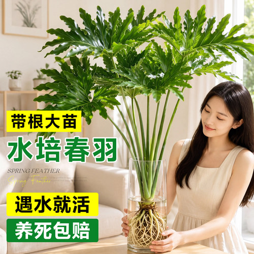 5A特级水培春羽带根大苗好养易活