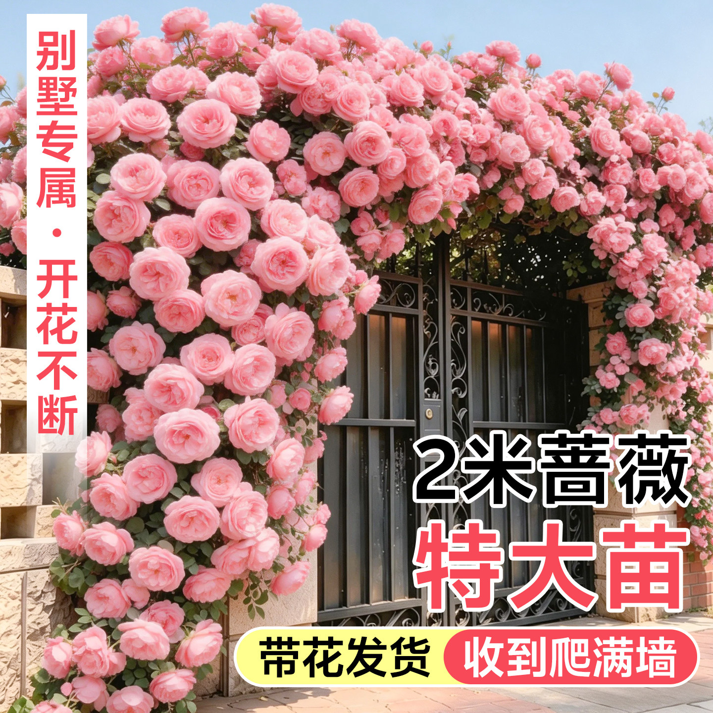 2米蔷薇花苗爬藤四季开花老桩庭院爬墙藤本月季花卉盆栽玫瑰开花