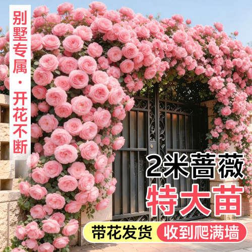【2米爬藤特大苗】蔷薇当年成景