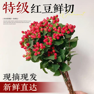 红豆鲜花云南基地直发家用插花相思豆火龙珠年宵花束水培养鲜切花
