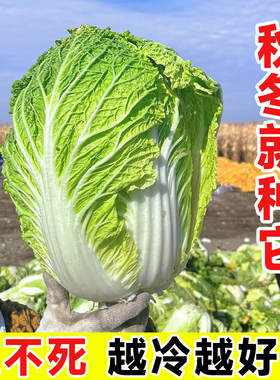 白菜种子秋冬季黄心冬天不怕冻的