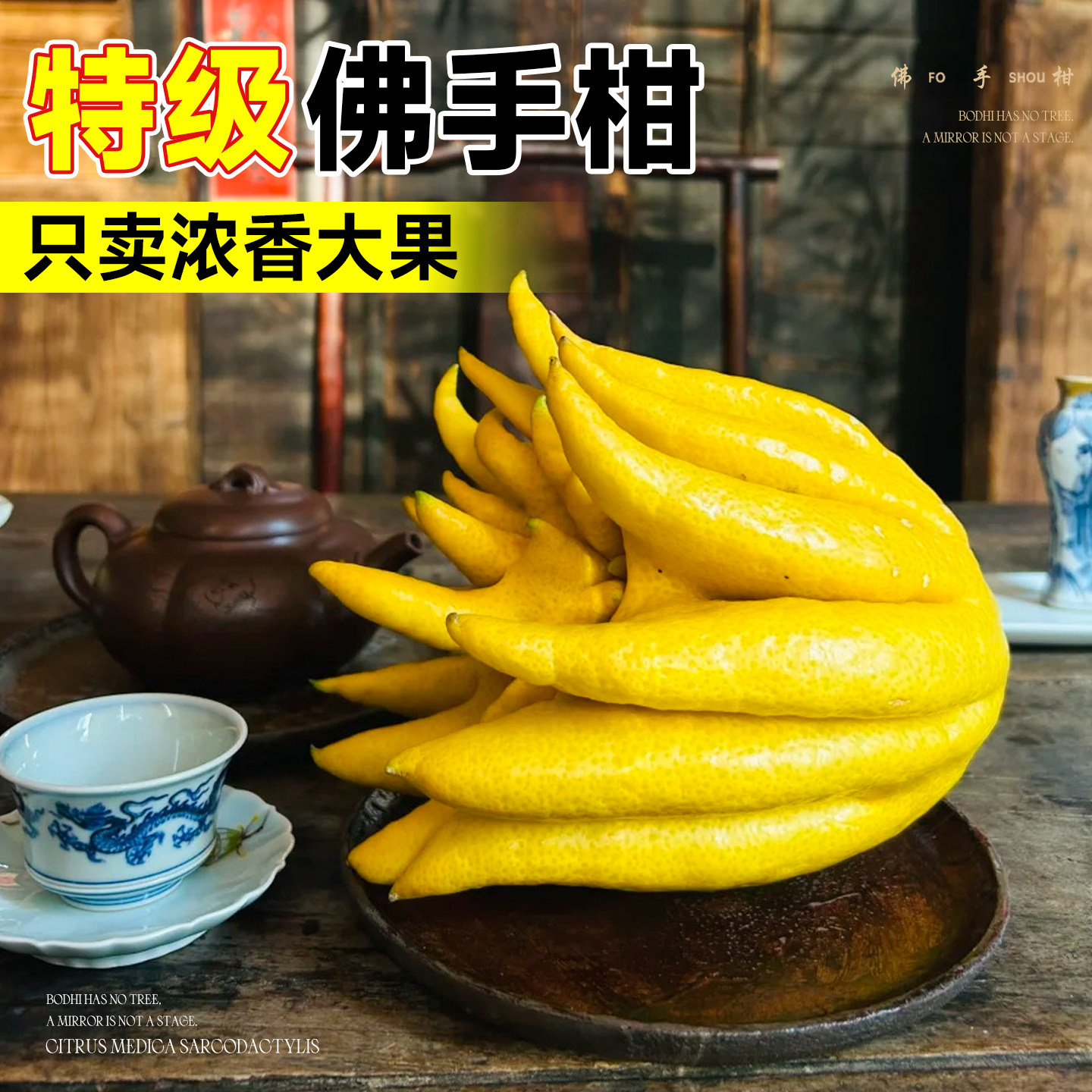 佛手柑水培植物鲜果桌面闻香观赏摆件室内水养绿植新鲜超级可食用