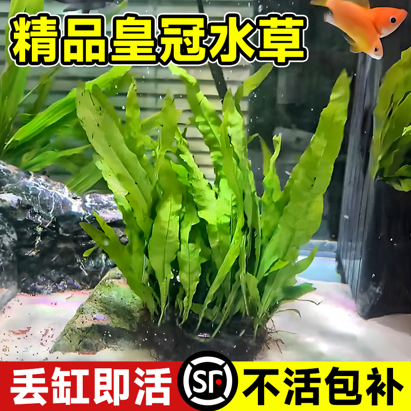 皇冠水草水草植物造景养鱼专用