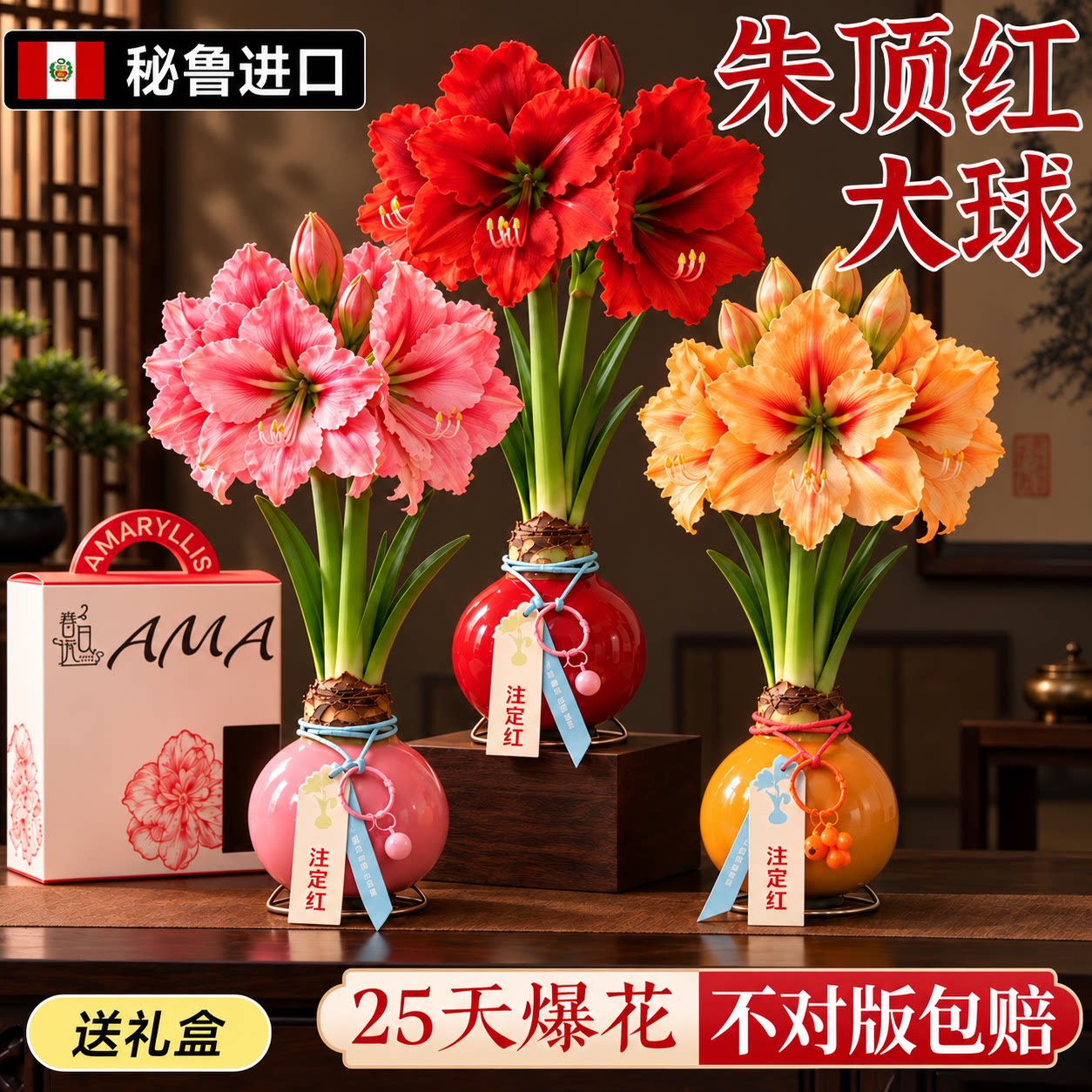朱顶红进口腊封朱顶红重瓣种球阿弗雷带花苞盆栽礼盒送礼室内花卉
