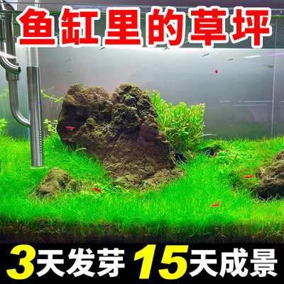 15天实现鱼缸草坪发芽率＞99％