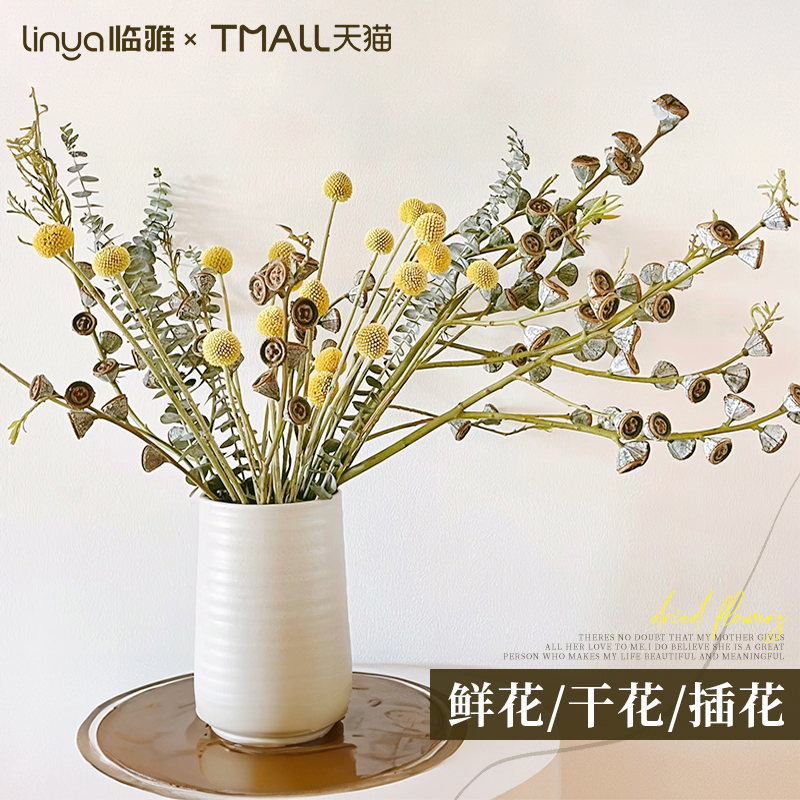 尤加利果黄金球鲜花插花装饰花材