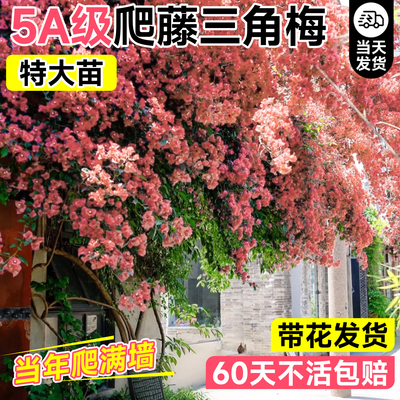 5A级特大苗卡亚塔三角梅不活包赔