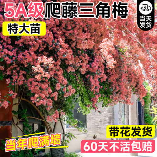 5A级特大苗卡亚塔三角梅不活包赔