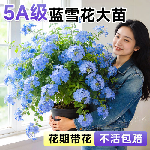 蓝雪花爬藤大苗带花发货