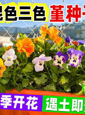 三色堇花籽盆栽角堇花种籽子猫脸花植物花种孑室内外四季花卉开花