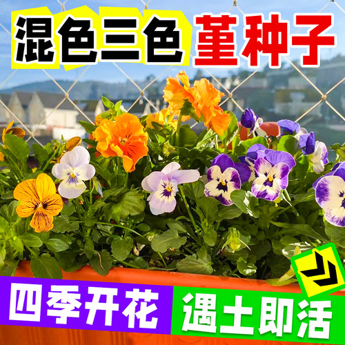 三色堇种子包发芽四季赏不停