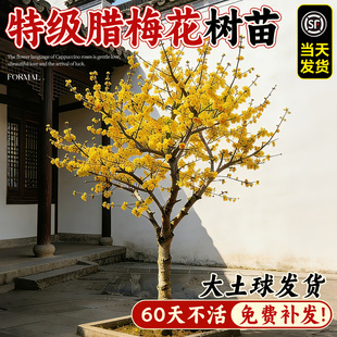 腊梅花树苗庭院地栽耐寒冬季开花卉绿植浓香高杆红梅原生腊梅植物
