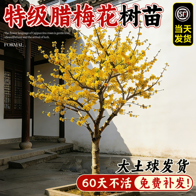 腊梅花树苗耐寒浓香庭院地栽