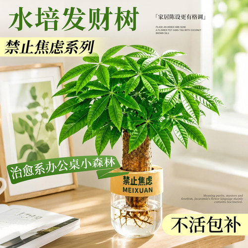 水培植物发财树办公小森林治愈