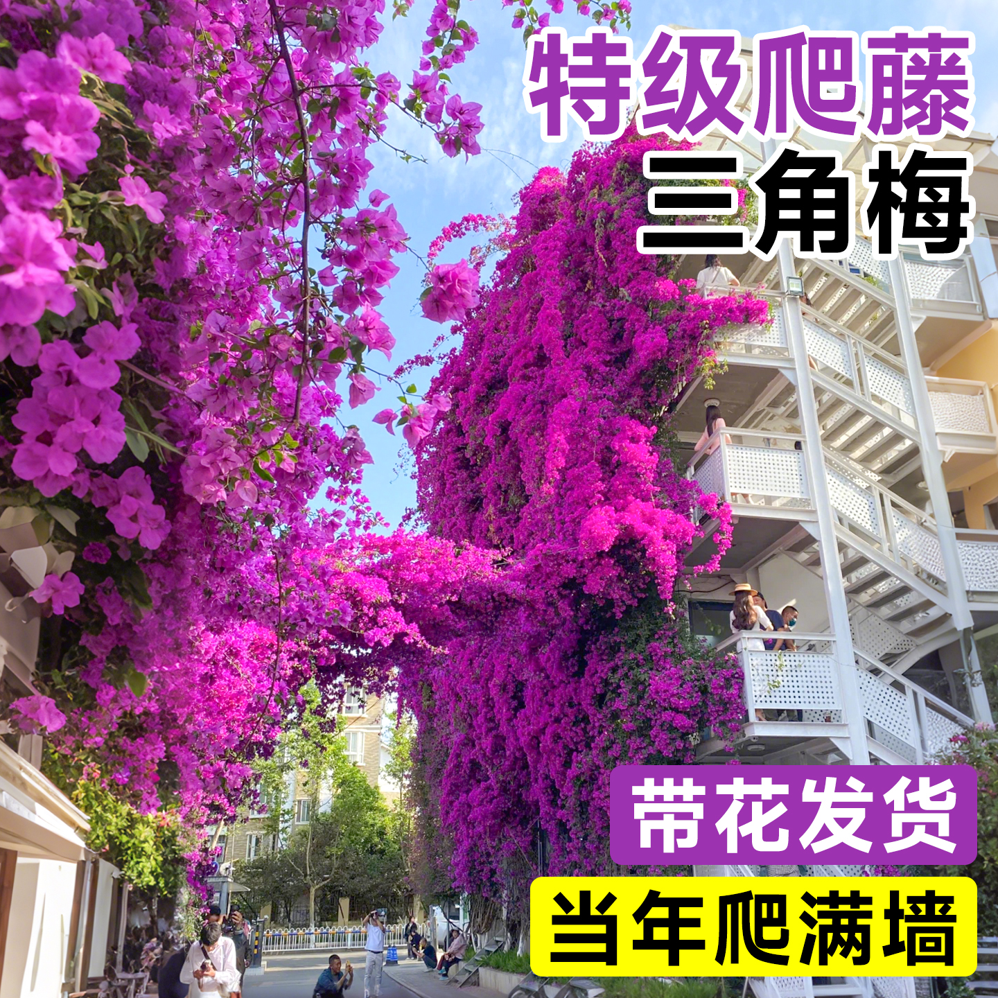 【特级带花爬藤三角梅】不活包赔