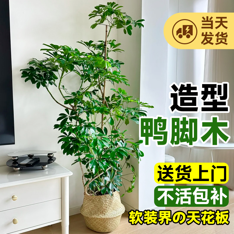 造型鸭脚木客厅大盆栽室内绿植