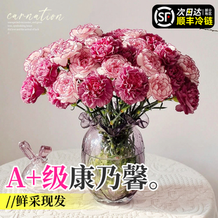 康乃馨鲜花云南基地直发母亲节礼物花束插花鲜切花顺丰次日达批发