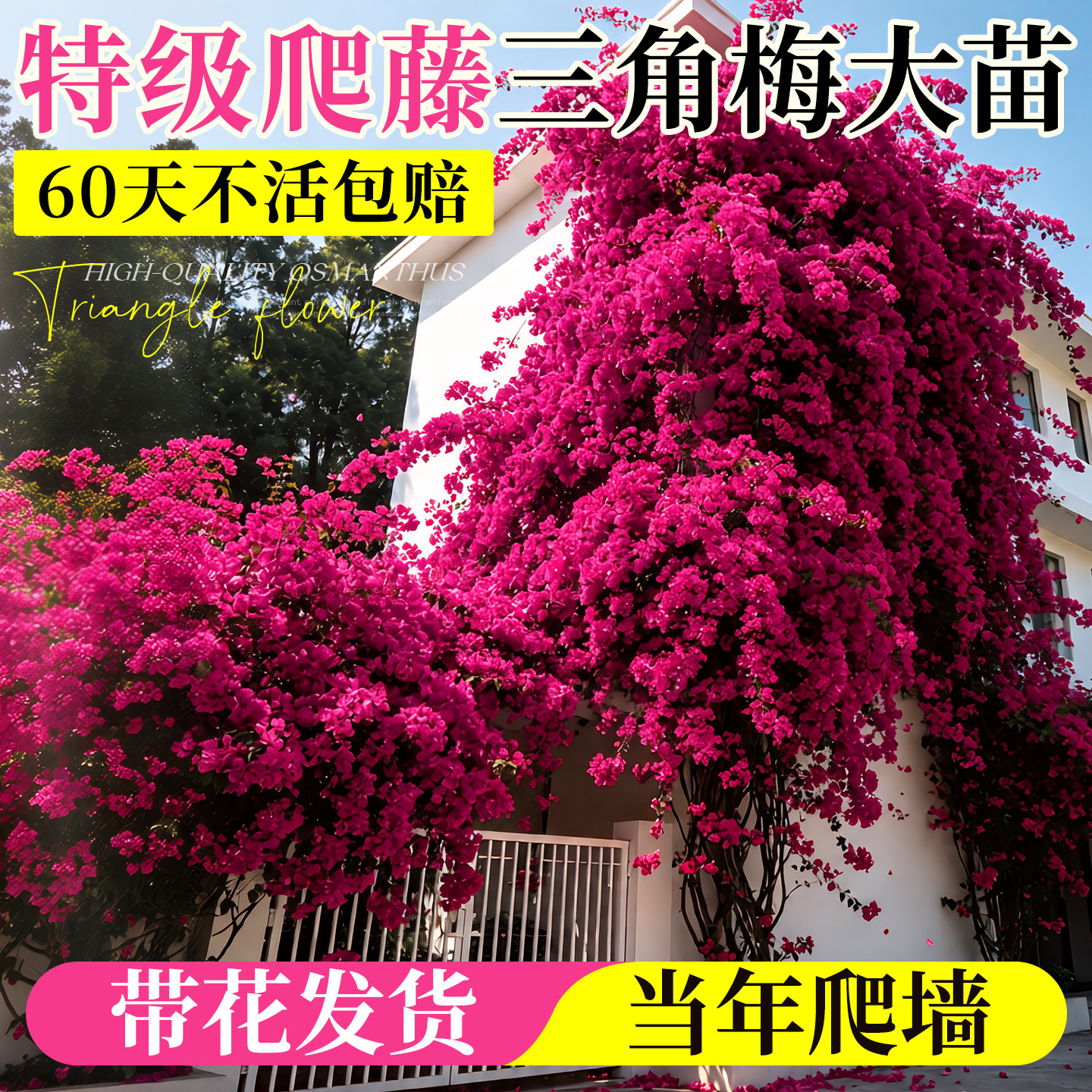 重瓣爬藤三角梅四季开花老桩特大号爬藤苗庭院阳台爬藤带花绿植物