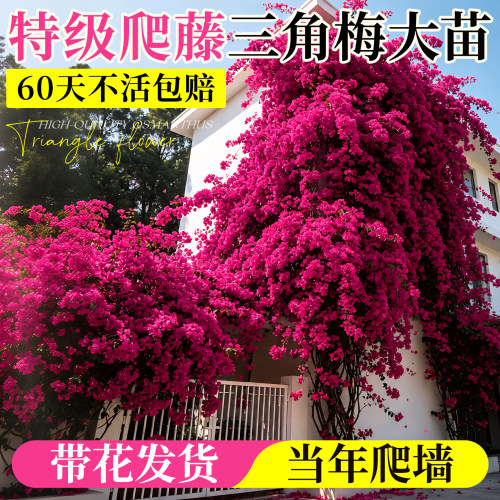 【园艺级】带花发货三角梅精品苗