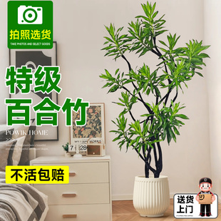 百合竹客厅绿植盆栽大型植物高端室内精品高级感轻奢好养落地大号
