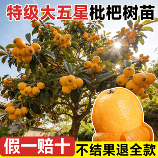 大五星枇杷树苗大果无核琵琶果树果苗嫁接苗盆栽南方水果树种植