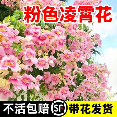 粉色橙色耐寒凌霄花带盆带花