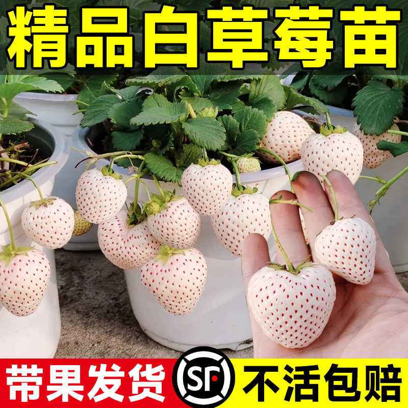 带花带果原土带叶发货