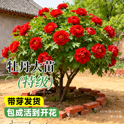 精品重瓣牡丹包活一年