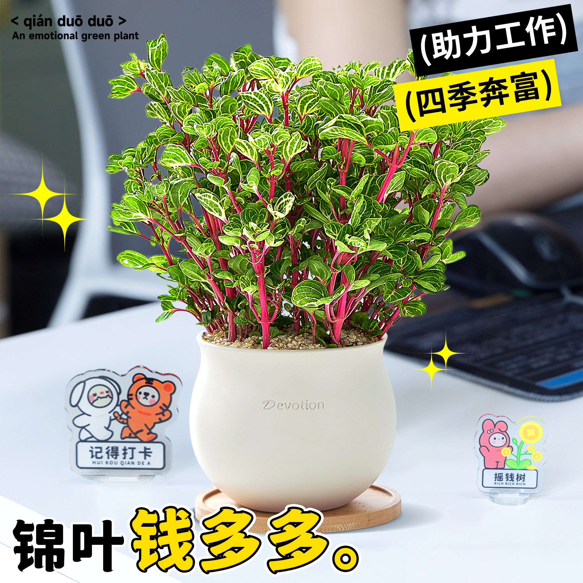 锦叶钱多多植物盆栽办公室绿植