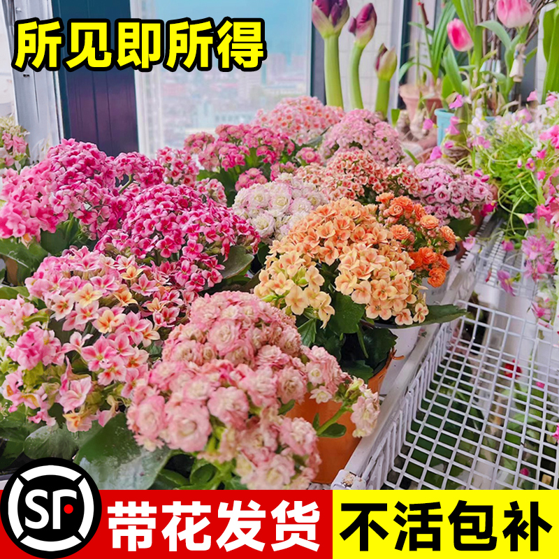 【带花发货】长寿花盆栽不活包赔