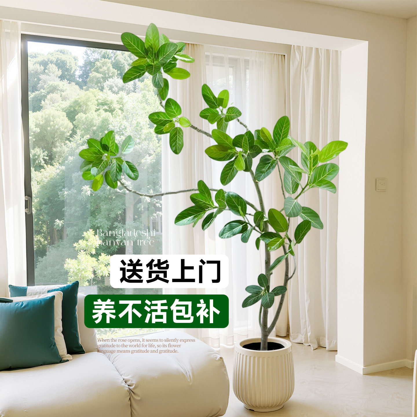 孟加拉榕客厅绿植室内大型植物盆栽高级感高端大气上档次黄金榕树,鲜花速递/花卉仿真/绿植园艺,大型绿植/成品组合盆栽,淘宝优惠券,粉丝福利购,淘宝优惠卷