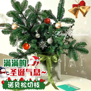圣诞树诺贝松鲜切花卉鲜花云南基地直发家用插花天竺少女松真花树