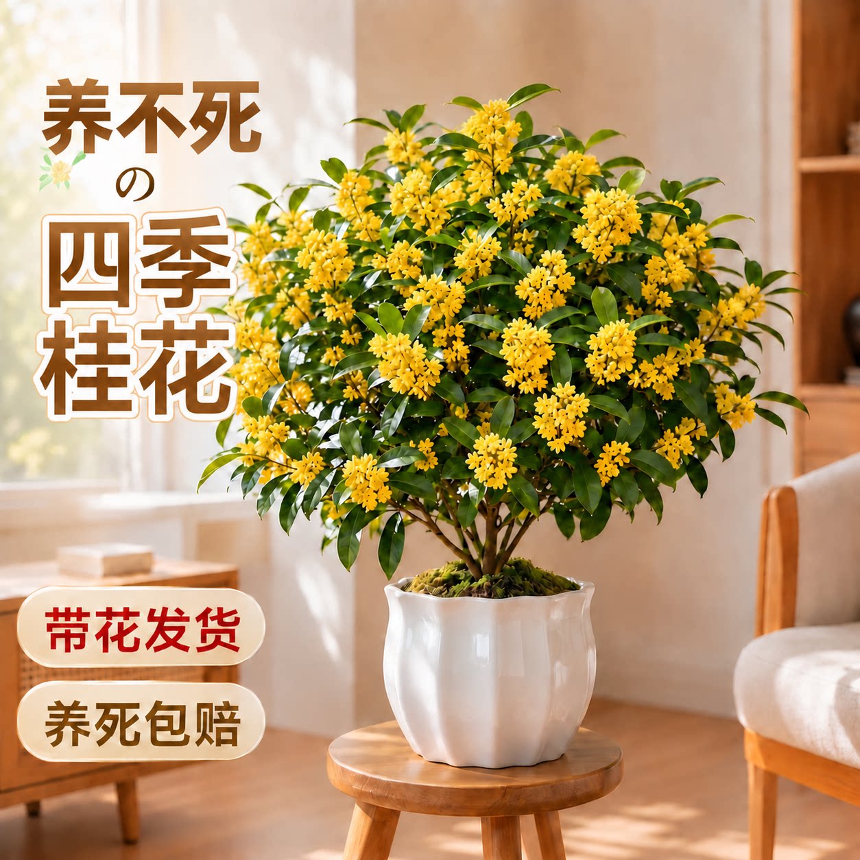 四季桂花月月开花不断满屋飘香图片