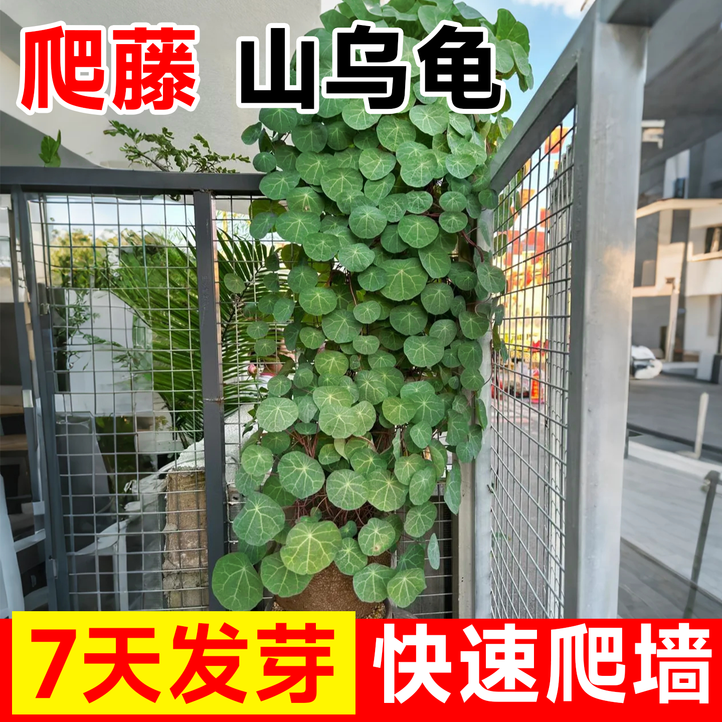 爬藤山乌龟，快速爬藤