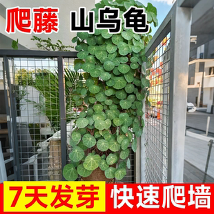 爬藤山乌龟植物金不换盆栽室内红藤圆叶种球观叶绿植阳台庭院盆景
