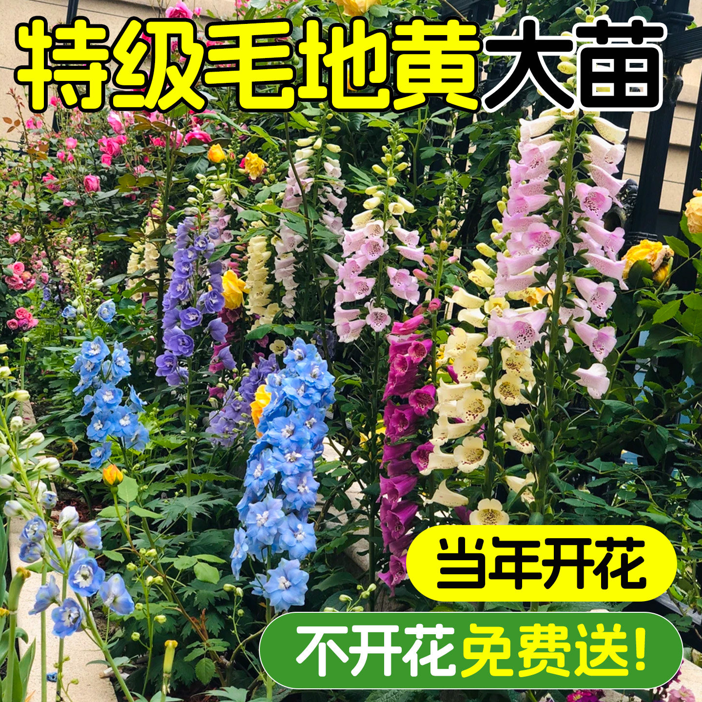 花彩毛地黄花苗盆栽群植线性植物庭院阳台花境耐寒多年生爆花期长