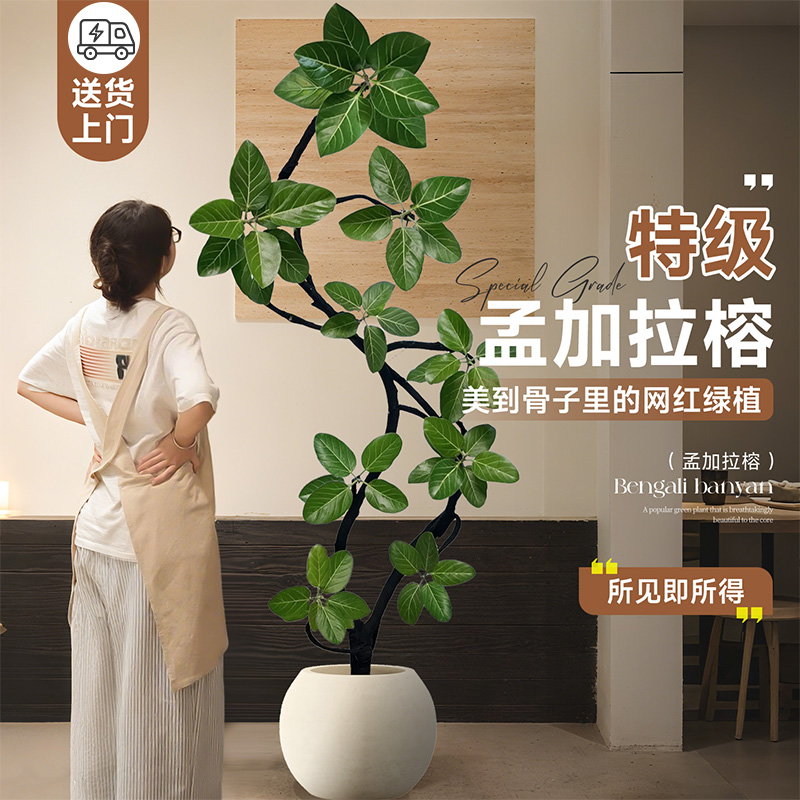 【特级孟加拉榕】氛围感天花板