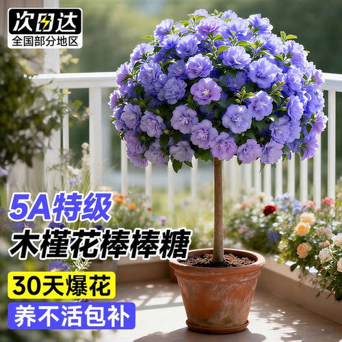 5A特级小木槿棒棒糖盆栽好养阳台