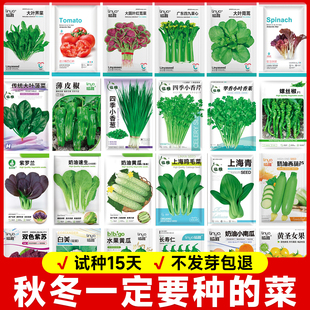 各种秋播蔬菜种子大全优质高端菠菜白生菜空心菜蔬菜种籽耐寒越冬
