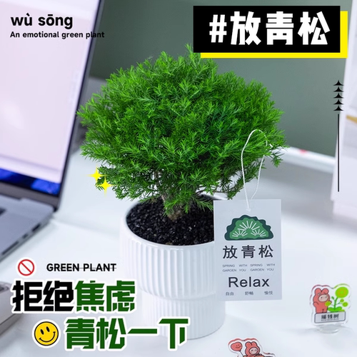 【放青松】雾凇桌面办公室盆栽