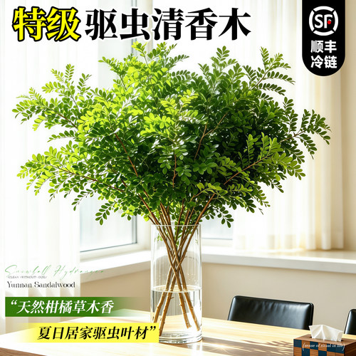 清香木鲜切花枝驱蚊养眼