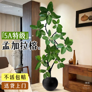 孟加拉榕树客厅绿植高级感高山榕室内大型植物黄金榕盆栽好养轻奢