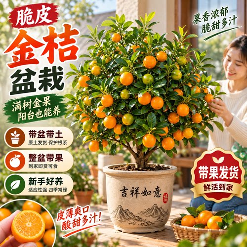 【5A带果】金桔盆栽可食用免费补