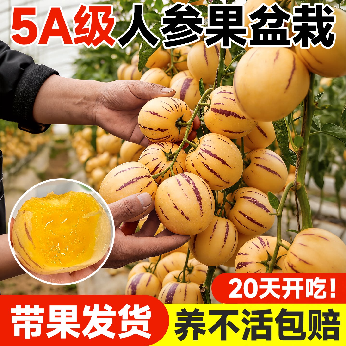 【带果发货】人参果盆栽不活包赔图片
