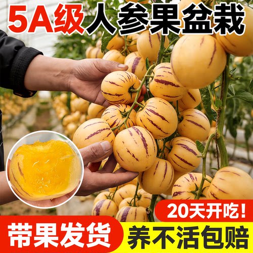 【带果发货】人参果盆栽不活包赔