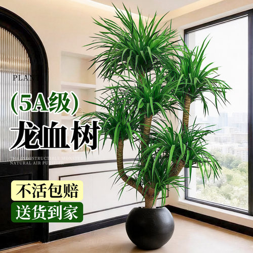龙血树客厅绿植好养大型盆栽龙须树老桩高级感高端大气上档次室内