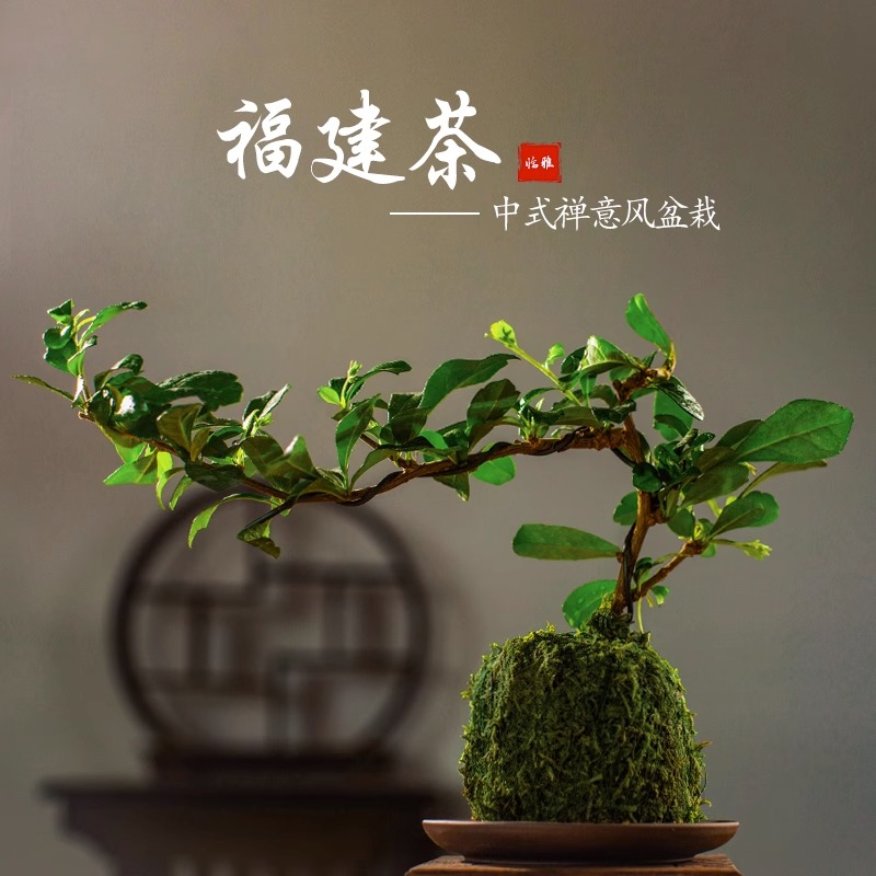小叶福建茶盆栽盆景四季常青绿植